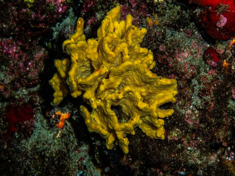 axinella