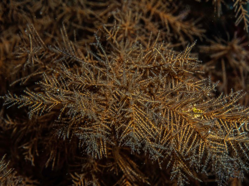 coral-negro