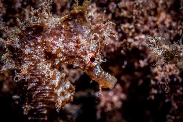 caballito de mar de perfil.